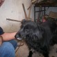 ademas quiero que me digan si soy una setter o a que me parezco
